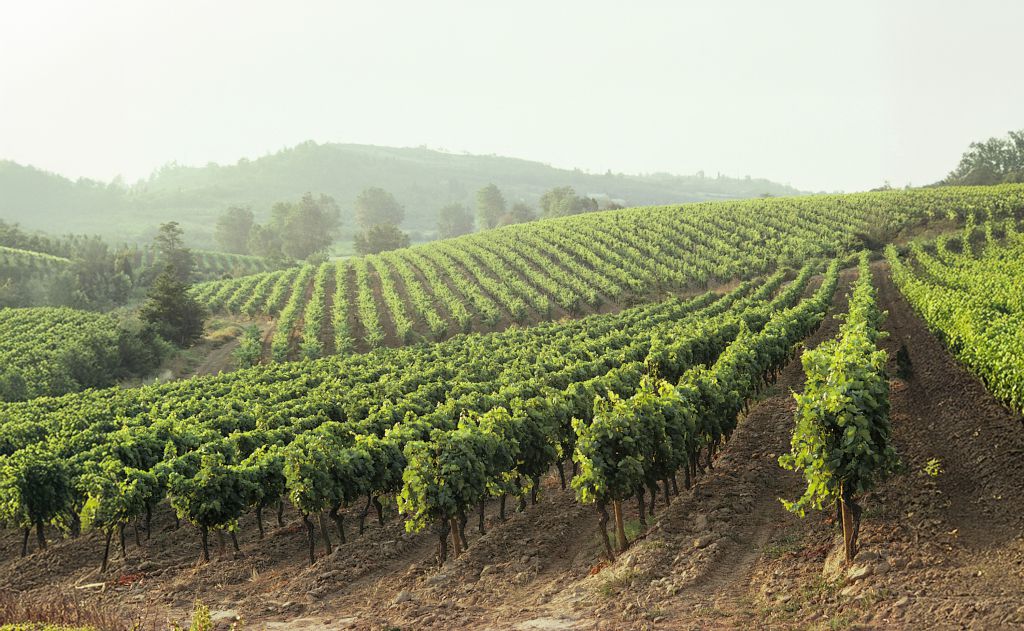 vin sans alcool - alcohovrij wijn - non-alcoholic wine